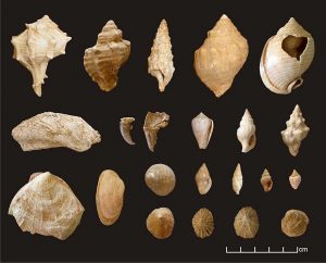 Commonly encountered species in the shell assemblages from Building CD and Building E (Photographs: R. Veropoulidou, Image processing: N. Valasiadis). 